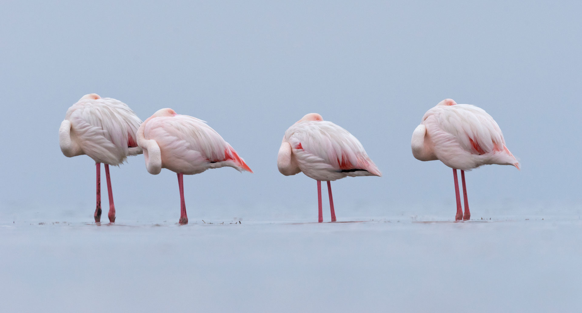 Flamants roses © Yva Momatiuk & John Eastcott / Minden / Naturepl.fr via EB Photo