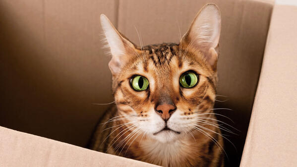 Un chat dans une boîte en carton nous regarde