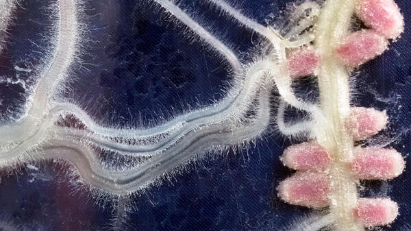 Nodules (pink) formed by nitrogen-fixing soil bacteria on a leguminous plant's roots (white).