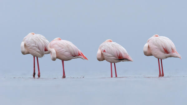 Flamants roses © Yva Momatiuk & John Eastcott / Minden / Naturepl.fr via EB Photo