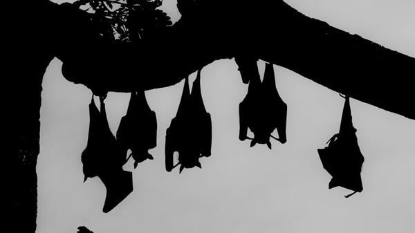 Bats on a tree