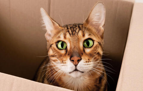Un chat dans une boîte en carton nous regarde