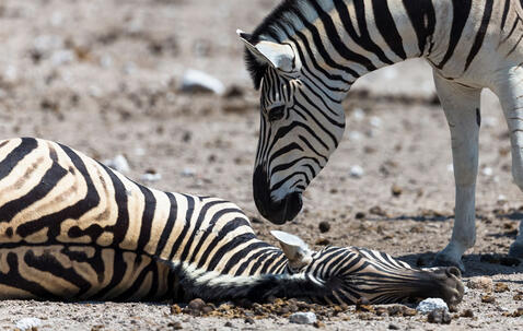 A male zebra trying to wake a dead pregnant female zebra