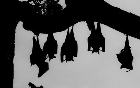 Bats on a tree
