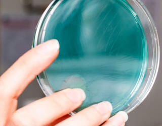 Petri dish hold by a woman, one green and one orange