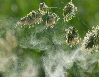 Pollen from Dactylis glomerata © Jürgen Kottmann / stock.adobe.com
