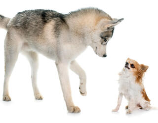 Un husky fait face à un chihuahua © cynoclub / iStock.com by Getty Images