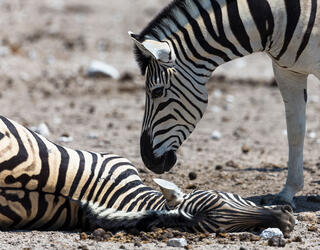 A male zebra trying to wake a dead pregnant female zebra