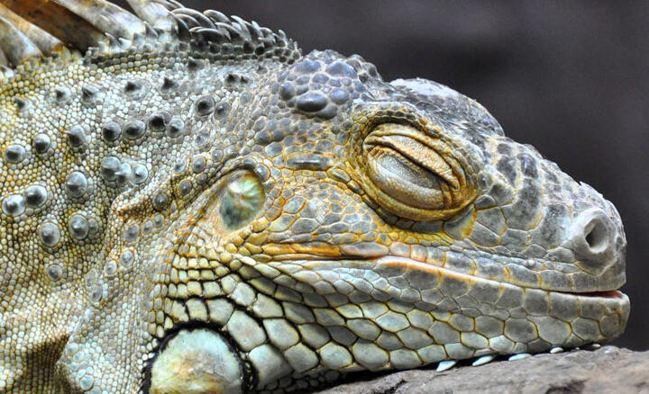 Sleeping iguana © Sagi Iltus / iStockphoto.com