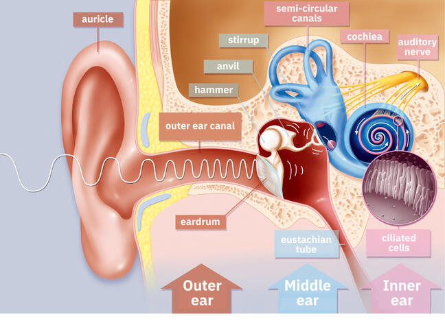 Anatomy of Outer, Middle and Inner ears