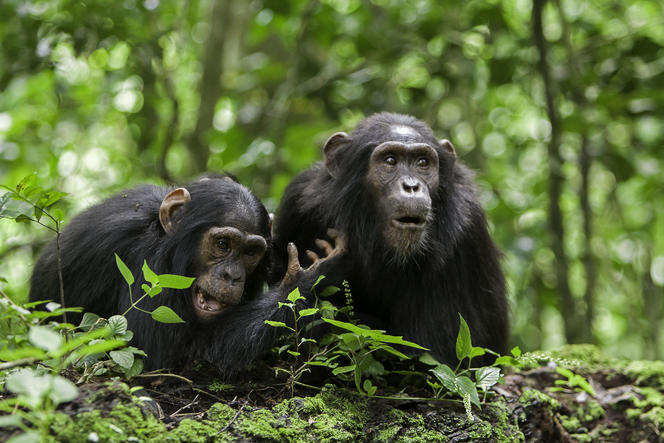 Jeunes chimpanzés 