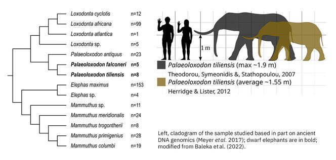 Cladogram and Size comparison of the dwarf elephant Palaeoloxodon tiliensis compared to a human. 