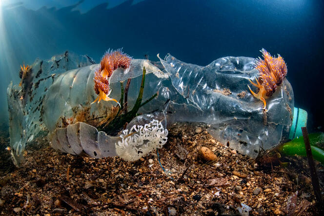 Plastic bottle, Laguna Torrefumo, Gulf of Naples, Italy. © Pasquale Vassallo / Biosphoto