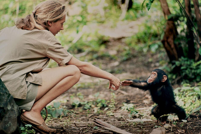 Jane Goodall and infant chimpanzee Flint reach out to touch each other’s hands (Gombe, Tanzania). Flint was the first infant born at Gombe after Jane arrived. 