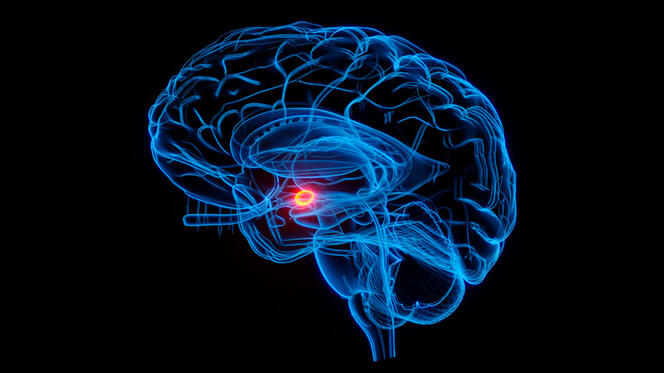 Représentation 3D de l’amygdale dans un cerveau humain, sur fond noir