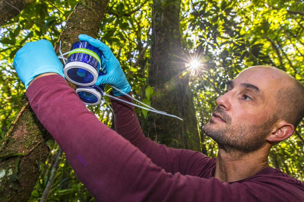 Engineer installing a mercury detector on a tree