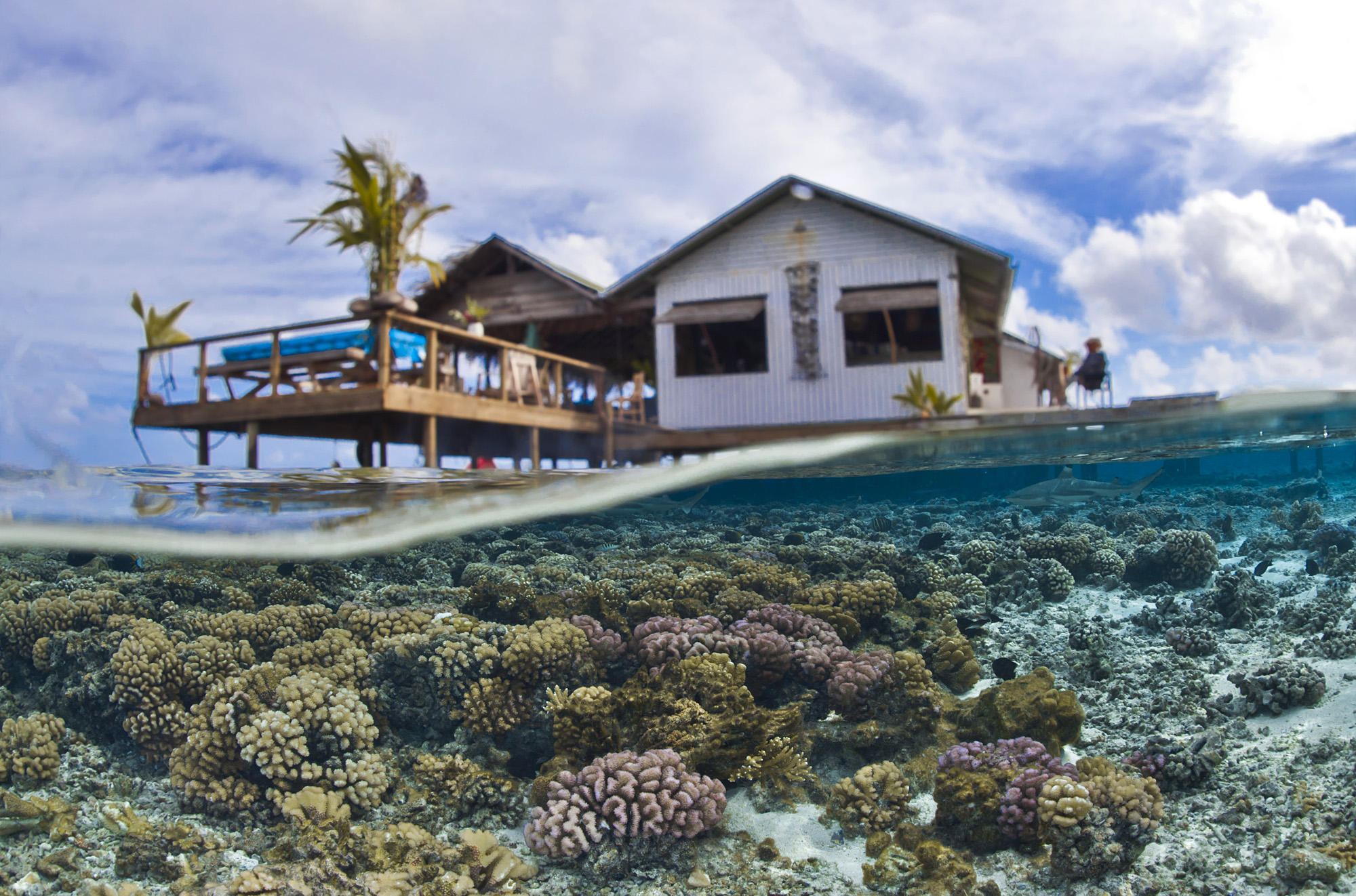 Corail, Polynésie française