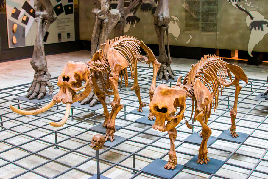 The fossil of pygmy elephant in Naturmuseum Senckenberg. An extinct Siculo-Maltese species of elephant. Frankfurt, Germany