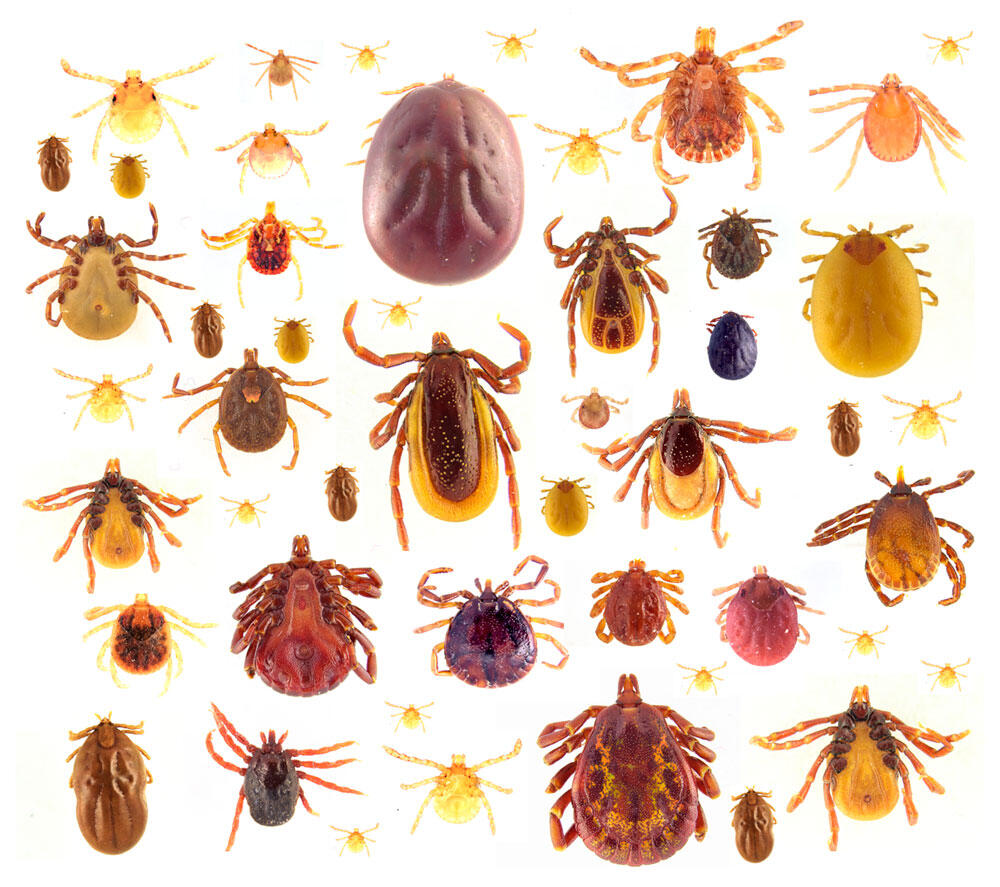Ticks in Guyana