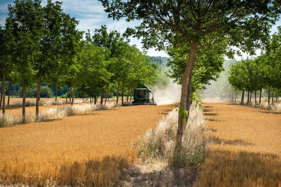Combine harvester in an agroforestry experimental plot (combining a cereal crop with walnut trees