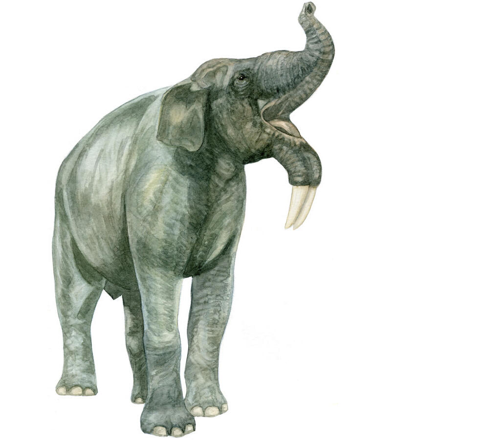Drawing of Deinotherium