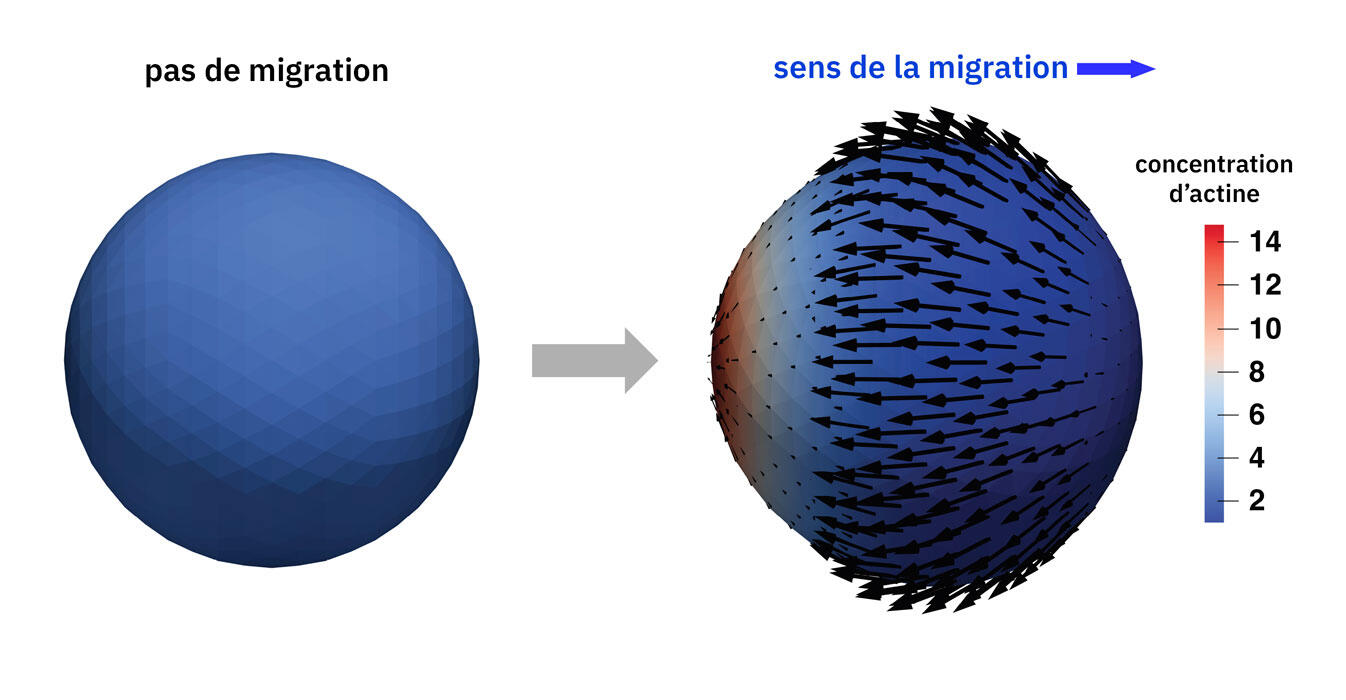 migration and actine concentration