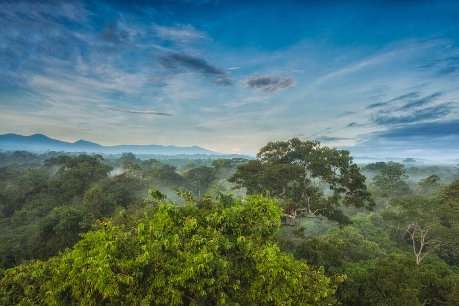 Canopee La Selva in Costa Rica © Greg Basco / BIA / Minden Pictures / Biosphoto