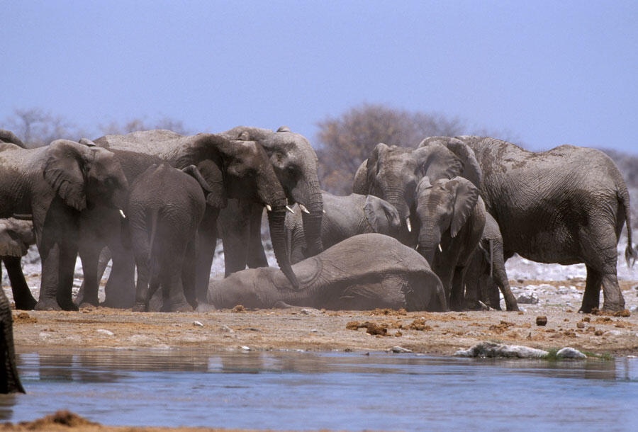 A group of elephants gathers around a dead female in Namibia.