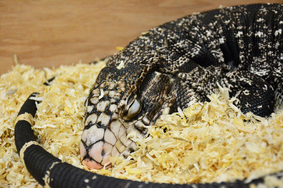 Argentine tegu (Salvator merianae) ©  Paul-Antoine Libourel / CRNL / CNRS Images 