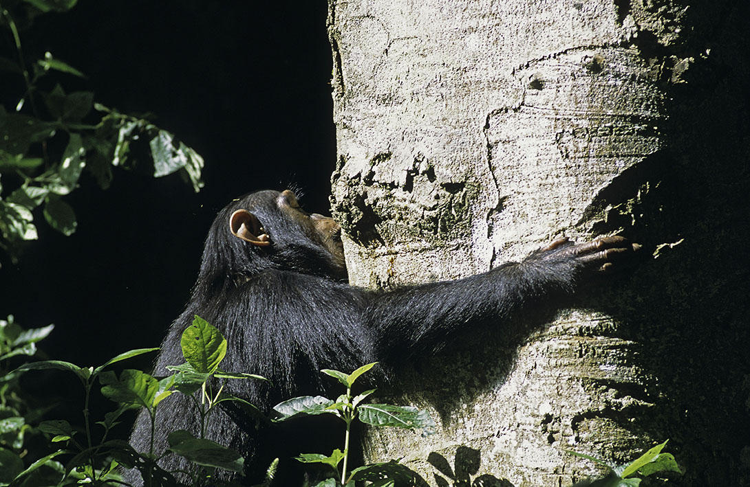 Automédication : chimpanzé mangeant de l’Albizia