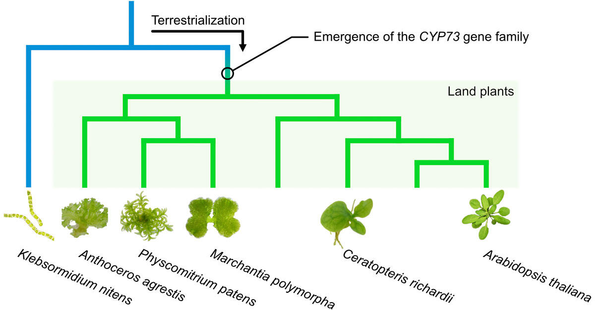 Invasions of the Land: The Transitions of Organisms from Aquatic