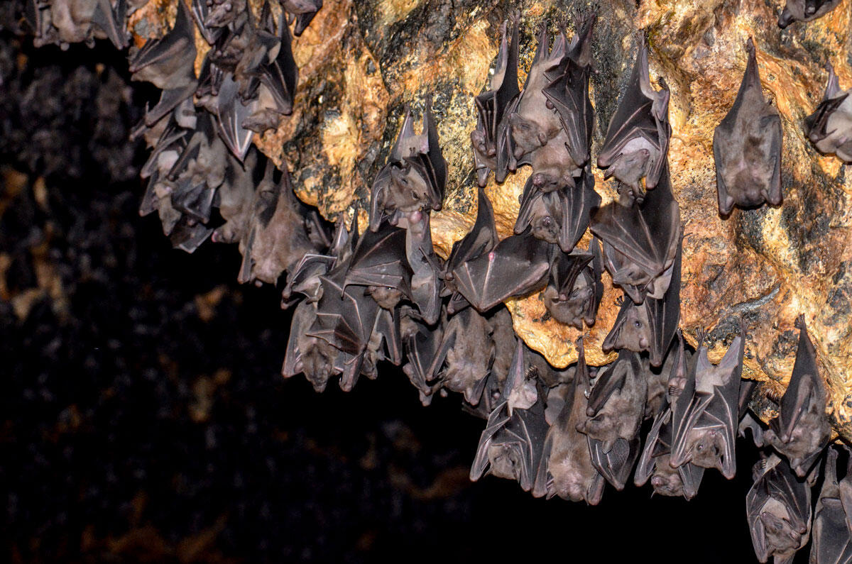 A bat colony in a cave