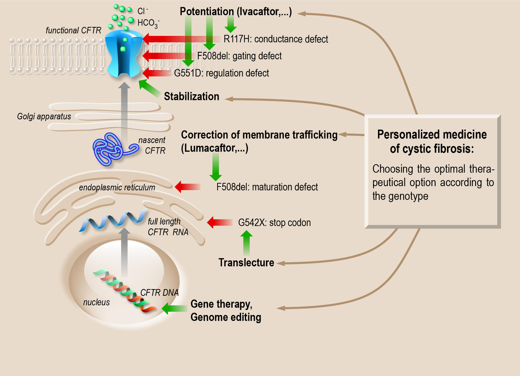 New Strategies To Fight Cystic Fibrosis | CNRS News