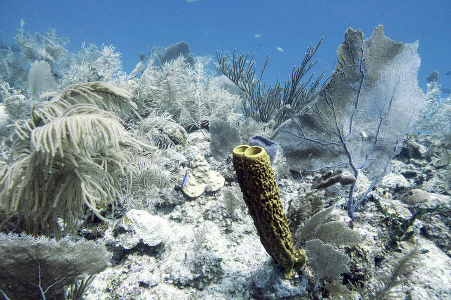 Whitening in the corals, 60 per cent of it is damaged. Climate change, pollution, and overfishing are responsible for the damage.