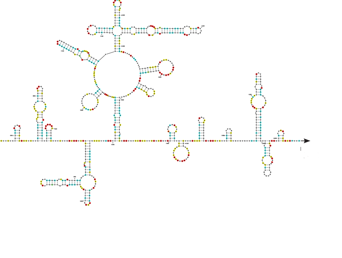 Reply to Garry: The origin of SARS-CoV-2 remains unresolved