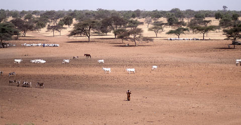 Saison sèche au Nord du Sénégal
