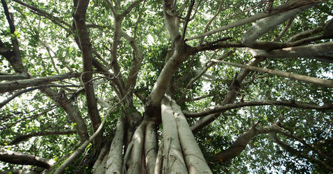 Huge Indian banyan tree