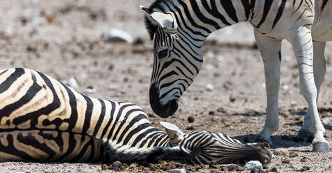 A male zebra trying to wake a dead pregnant female zebra