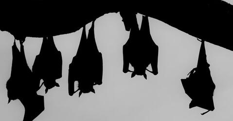 Bats on a tree