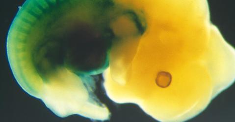 embryon de profil - marquage génétique de couleur bleue