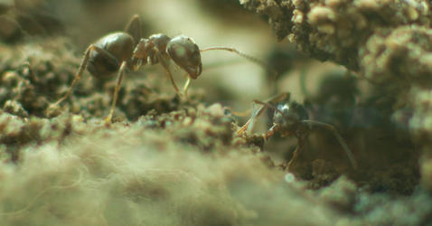 Macro shot of an ant
