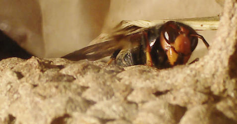 Yellow-legged hornet on nest