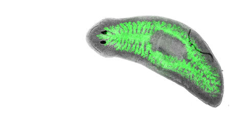 Flatworm with green coloration that shows intestines