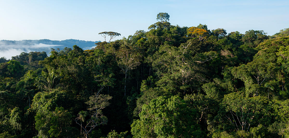 Biosphere 2 study shows tropical forest resilience