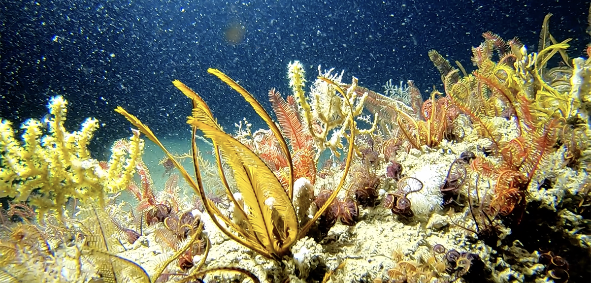 Revealing the Amazing  Reef