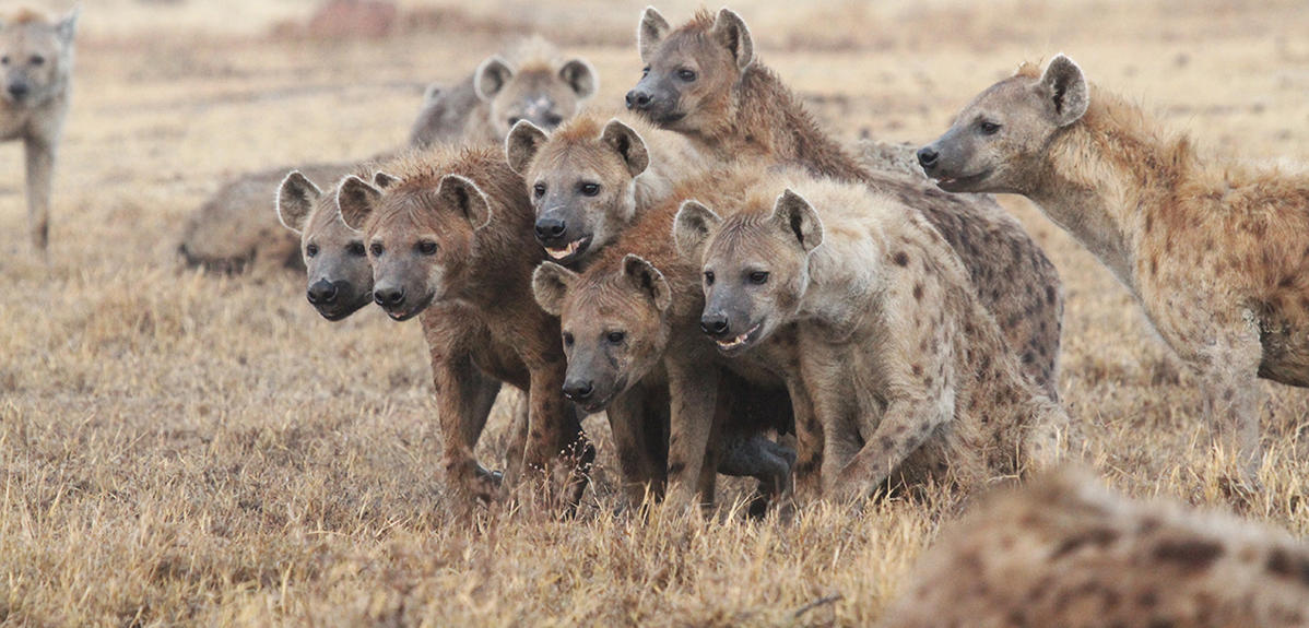 Hyena Girl Power Explained | CNRS News