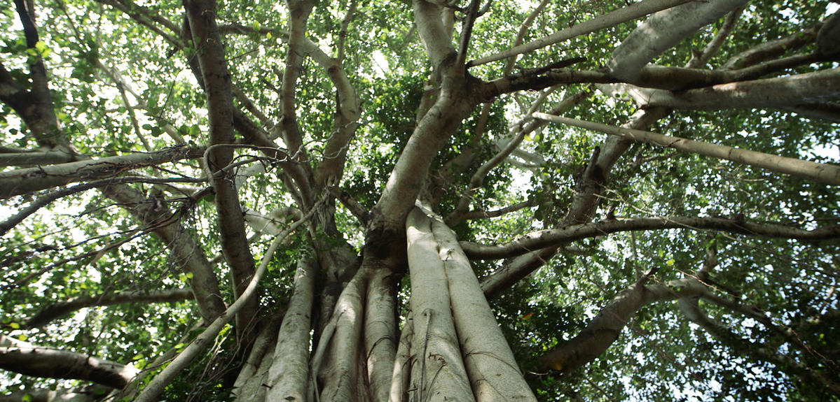 Huge Indian banyan tree