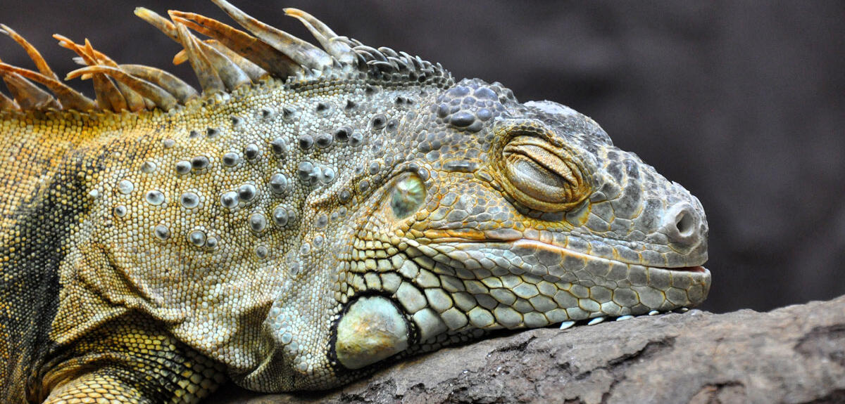 Sleeping iguana © Sagi Iltus / iStockphoto.com