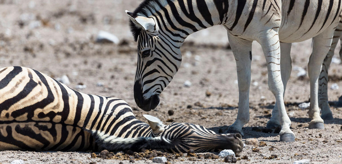 A male zebra trying to wake a dead pregnant female zebra