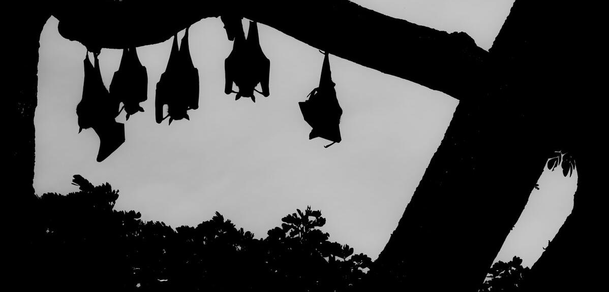 Bats on a tree